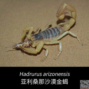 亚利桑那沙漠金蝎 北美巨毛蝎进口宠物蝎荒漠造景神物亚金蝎包邮