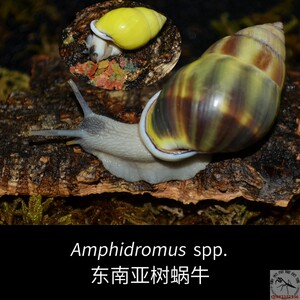 【马来树蜗牛】马来树蜗牛品牌,价格 - 阿里巴巴