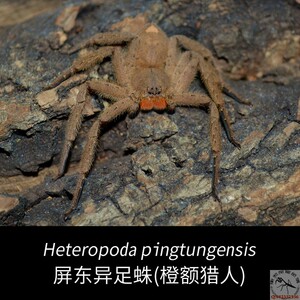 屏东巨蟹蛛 橙额狩猎者人气新手宠物非捕鸟蜘蛛捕食蟑螂克星包邮