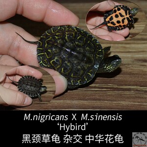 黑颈杂花龟太阳纹黑花头苗观赏宠物乌龟水龟活物爬宠一物一拍包邮