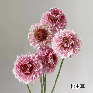 同城鲜花严选昆明国产花材鲜花速递【松虫草]鲜切花新品上架