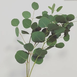 鲜花订阅进口尤加利叶配花进口彩色满天星花材玫瑰花配叶