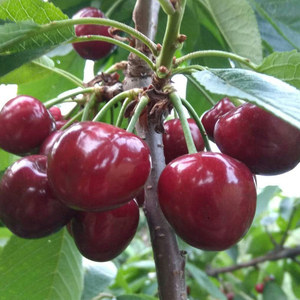 拉宾斯 现摘大樱桃车厘子脆甜好吃新鲜多汁天然水果中国大陆包邮