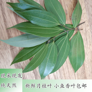 湖南特产现采新鲜小鱼香叶月桂叶香料火锅料调味料卤水料叶子250g