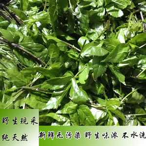 湖南农家野菜新鲜刺五加野生刺五加皮嫩芽嫩叶现采山菜刺五加500g
