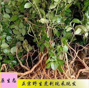 野生新鲜中药材老虎刺中药材虎刺根老鼠刺绣花针根伏牛花根盆景苗