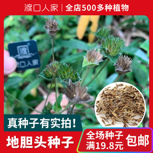 鑫正花卉园淘宝药材地胆头种子地胆草苦地胆种子天芥菜 鸡疴粘土