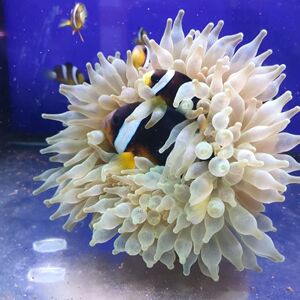 奶嘴海葵 红奶嘴紫点白葵公主海葵荧光绿地毯海葵小丑鱼共生海葵