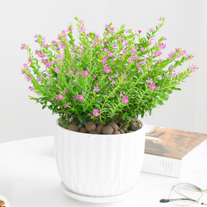 紫花满天星盆栽室外喜阳台植物庭院草本花卉好养带小花苞全年开花