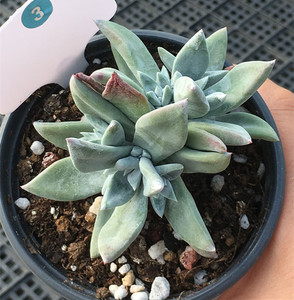 仙女杯多肉初霜