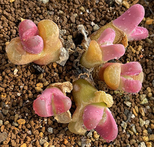 生石花 红大内c81母本群生5年生 一物一拍