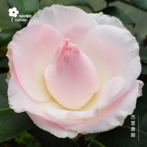 【杰里唐娜茶花】杰里唐娜茶花品牌,价格 - 阿里巴巴