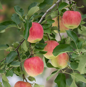 80思味仙旗舰店天猫沙果树果苖南北方庭院种植阳台盆栽嫁接冬红果