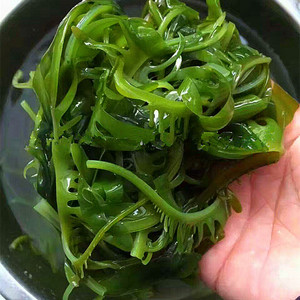海芽菜睫毛菜30斤盐渍裙带菜嫩芽海木耳火锅凉拌眉毛菜酒店整箱