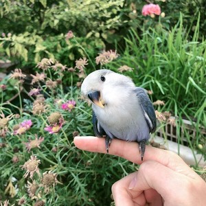 紫罗兰鹦鹉小雏鸟活体宠物桃脸牡丹手养亲人绿金顶蓝银墨银日本桃