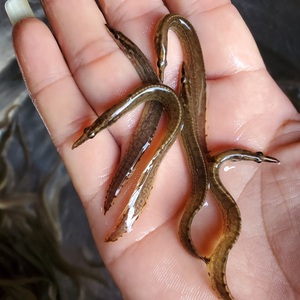 刺鳅鱼苗 刀鳅鱼苗 钢鳅鱼苗  纳锥鱼苗 大刺鳅鱼苗 淡水鱼苗供应