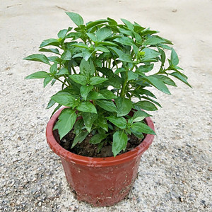 金不换植物九层塔