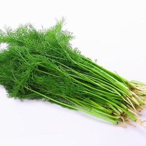 新鲜 茴香叶 做饺子丸子 11.50/500g