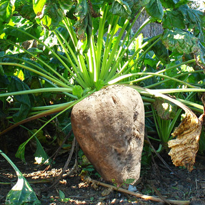 德国牛头王饲料甜菜牧草种子饲用高粱孑养殖四季甜菜根南方种籽
