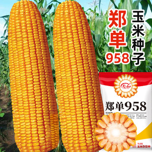 高产饲料玉米种子高产量郑单958早熟杂交种籽孑特大南方正品良种