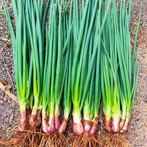 燕梓常淘宝红葱头小香葱种苗小葱种子大全葱头葱种籽四季农家盆栽菜