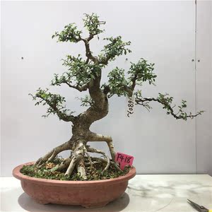 铁冬青龟甲冬青榆树盆景植物老桩黄杨雀梅庭院造型红芽小叶耐寒