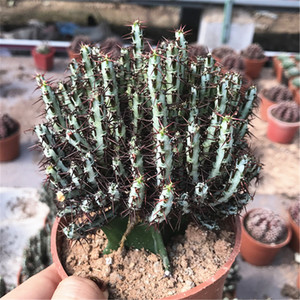 多肉植物孔雀开屏(铜绿麒麟)美观防辐射阳台办公室客厅创意盆栽