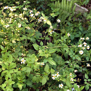 鬼针草野生四方枝草
