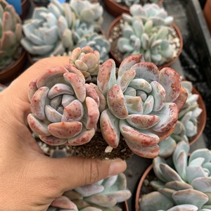 一物一拍 精品 雪天使小老桩,群生,钻石纹,颜色对比背景