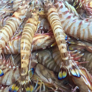 906人付款淘宝东山岛藻安海鲜新鲜鲜活黑节虾九节虾野生海虾虾鲜活