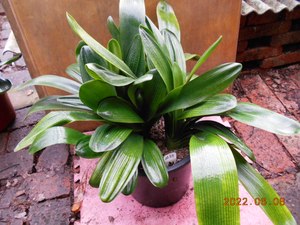 804人付款淘宝精品佛光君子兰金边黄体小苗中苗大苗花卉净化空气植物