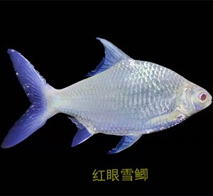 雪鲫短身柠檬鲫泰国鲫鱼玫瑰金鲫熊猫鲫元宝鲫龙鱼配鱼活体