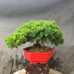原生新西兰珍珠柏盆景 珍珠柏老桩树桩庭院室内绿植盆栽一物一拍