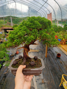 实拍日本微型宫坂系 八房系 济州柏 系鱼川真柏小苗 盆景素材绿植