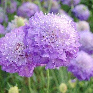轮峰菊花 花卉种子 四季播春秋冬播室内盆栽易种小型植物 紫盆花