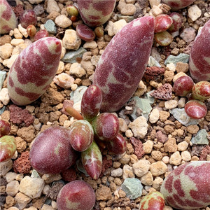 多肉植物 梅花鹿水泡 精品水泡血斑梅花鹿 水泡多肉 叶片叶插苗