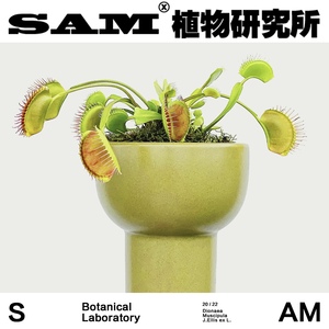 SAM植物研究所/昆虫猎手/捕蝇草/INS绿植/办公室桌面/植选礼物
