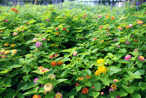 野生五色花臭金凤臭草五色梅刺儿花干货新鲜货乌龟白眼病腐皮烂甲