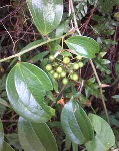 野生现挖新鲜金刚藤根 菝葜  金刚刺 铁菱角乌鱼刺马加勒500g包邮