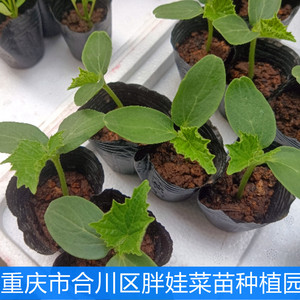 农家春菜苗番茄南瓜丝瓜苦瓜黄瓜空心菜秋葵豆角植物庭院易成活