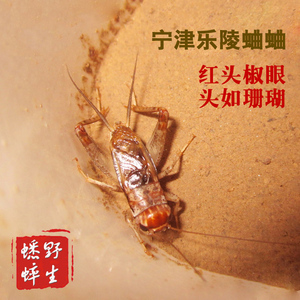 红蛐蛐 吉祥虫 山东蛐蛐 乐陵宁津野生蟋蟀