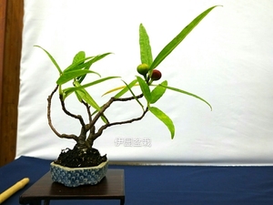 细叶犬枇杷 日本犬枇杷进口杂木类微型盆景素材 原生扦插小苗