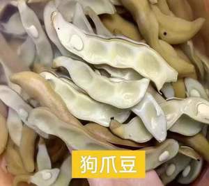 客家特产大埔蔬菜新鲜狗爪豆虎老豆豆皮食品煮熟胡老虎豆五华平远