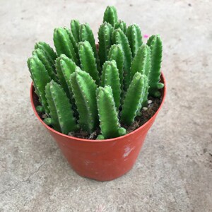 大花犀牛角万重山多肉植物仙人掌仙人球盆栽办公室内防辐射包邮