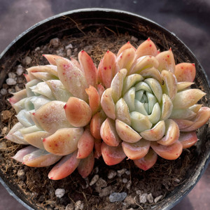 落樱一物一拍 原始美国蓝色惊喜全状态月影新品稀有贵货多肉植物