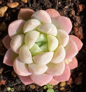 奶油美人群生一物一拍 奶茶色多头月影新品稀有品种贵货多肉植物