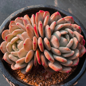 玛瑙双头老桩一物一拍 状态控养精品群生多头多肉植物