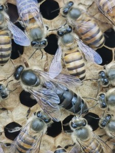 大麻蜂王阿坝中蜂开产王种王黑美人蜂仓蜂处女王蜂王台大个蜂包邮