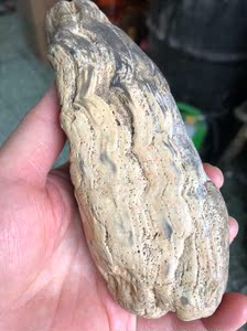 天然木化石