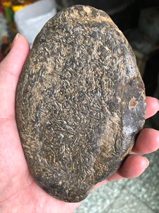 黑龙江天然明丝草花玉桫椤化石标本原石观赏石雕刻料摆件433克